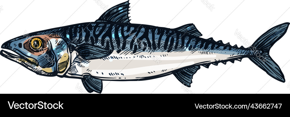 Mackerel pelagic fish isolate fishing sport trophy Mackerel pelagic fish isolate fishing sport trophy vector image