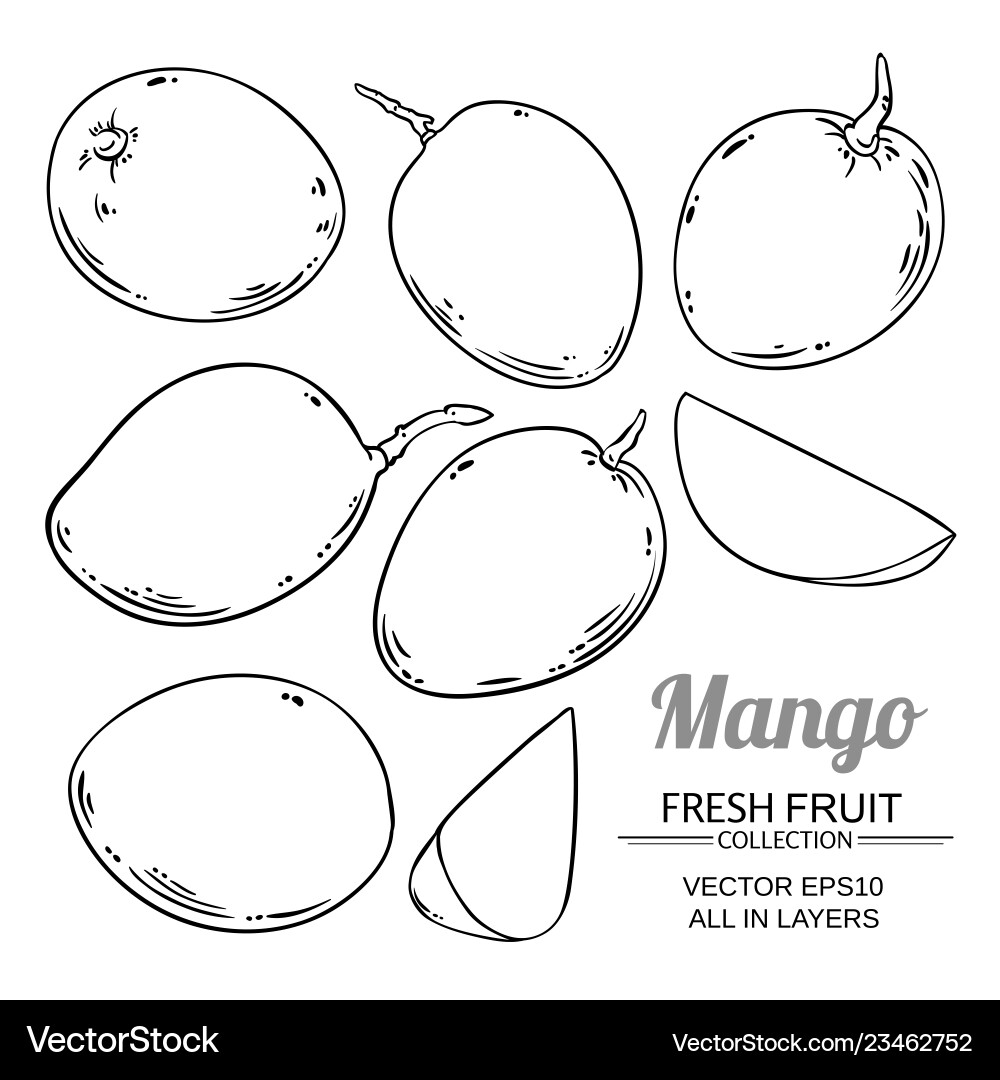 Mango Frucht isoliert auf weißem Hintergrund Mango Frucht isoliert auf weißem Hintergrund vektorbild