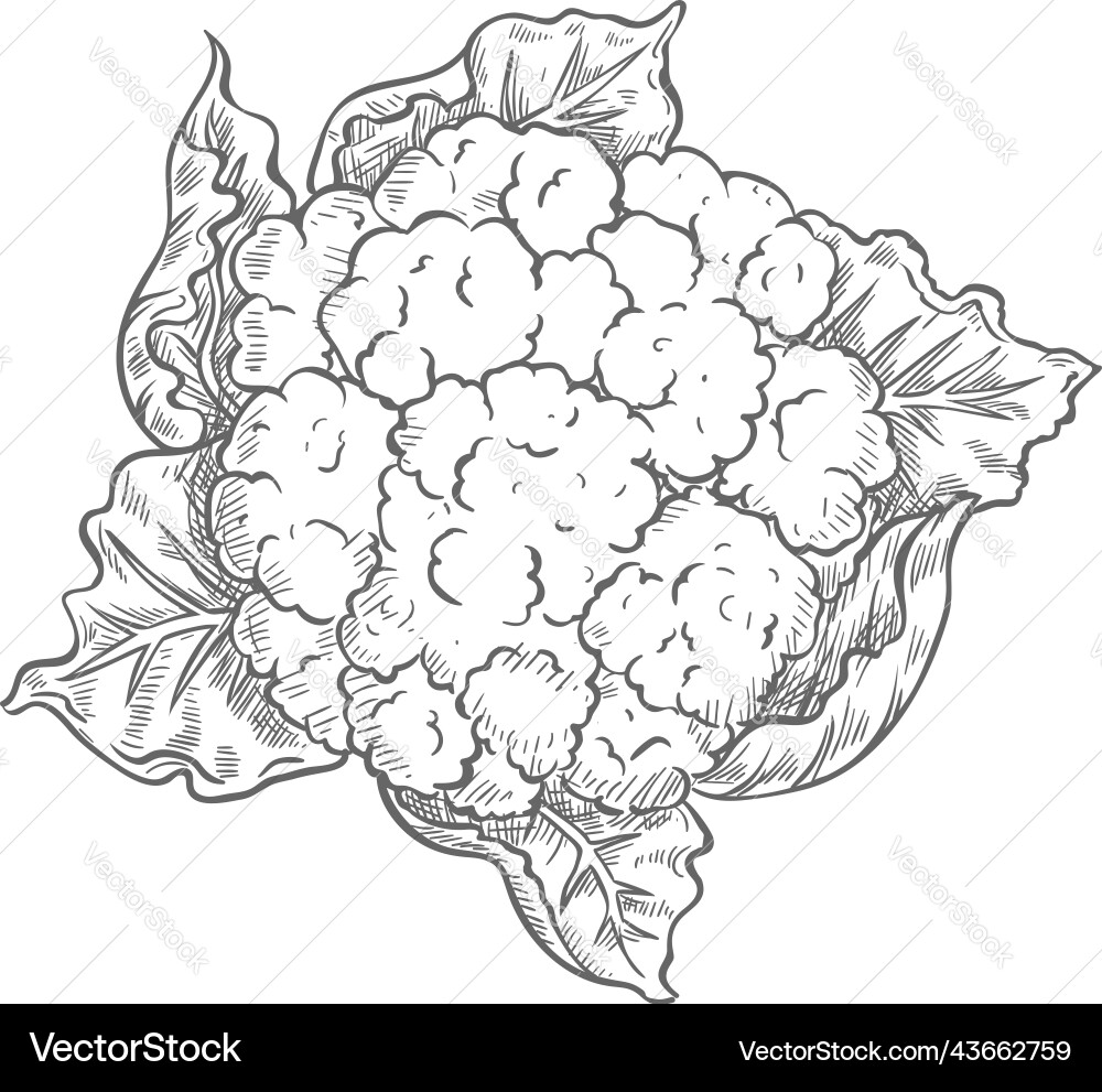 Hand gezeichneter Blumenkohl isolierte Skizze Hand gezeichneter Blumenkohl isolierte Skizze vektorbild