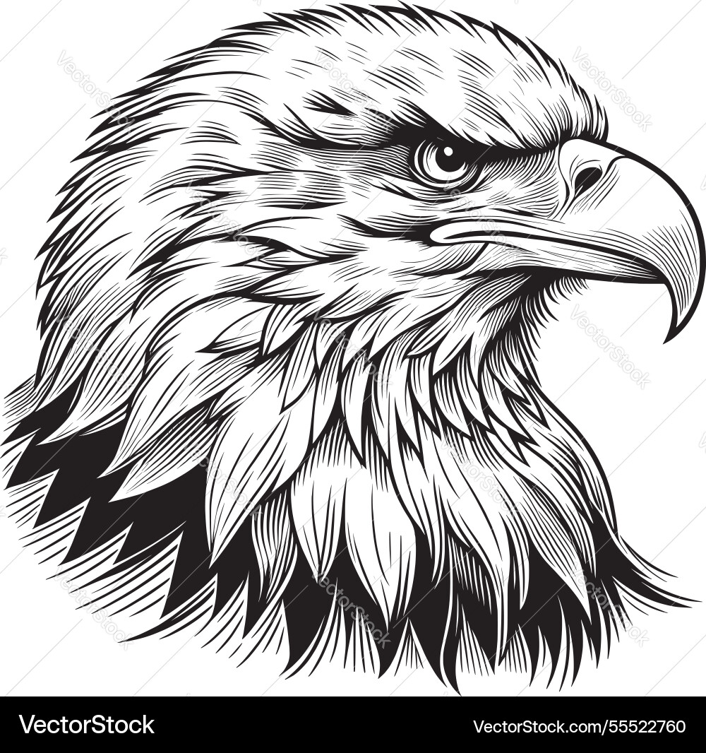 Bals eagle head Royalty Free Vector Image - VectorStock