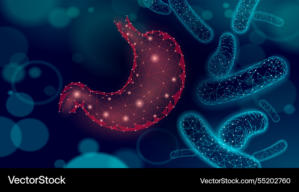 Human stomach microscopic 3d low poly render Vector Image