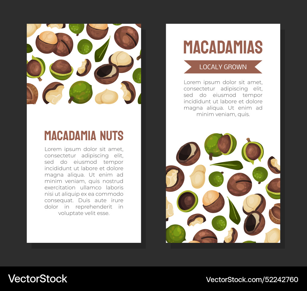 Macadamia nut banner design with kernel and shell Vector Image