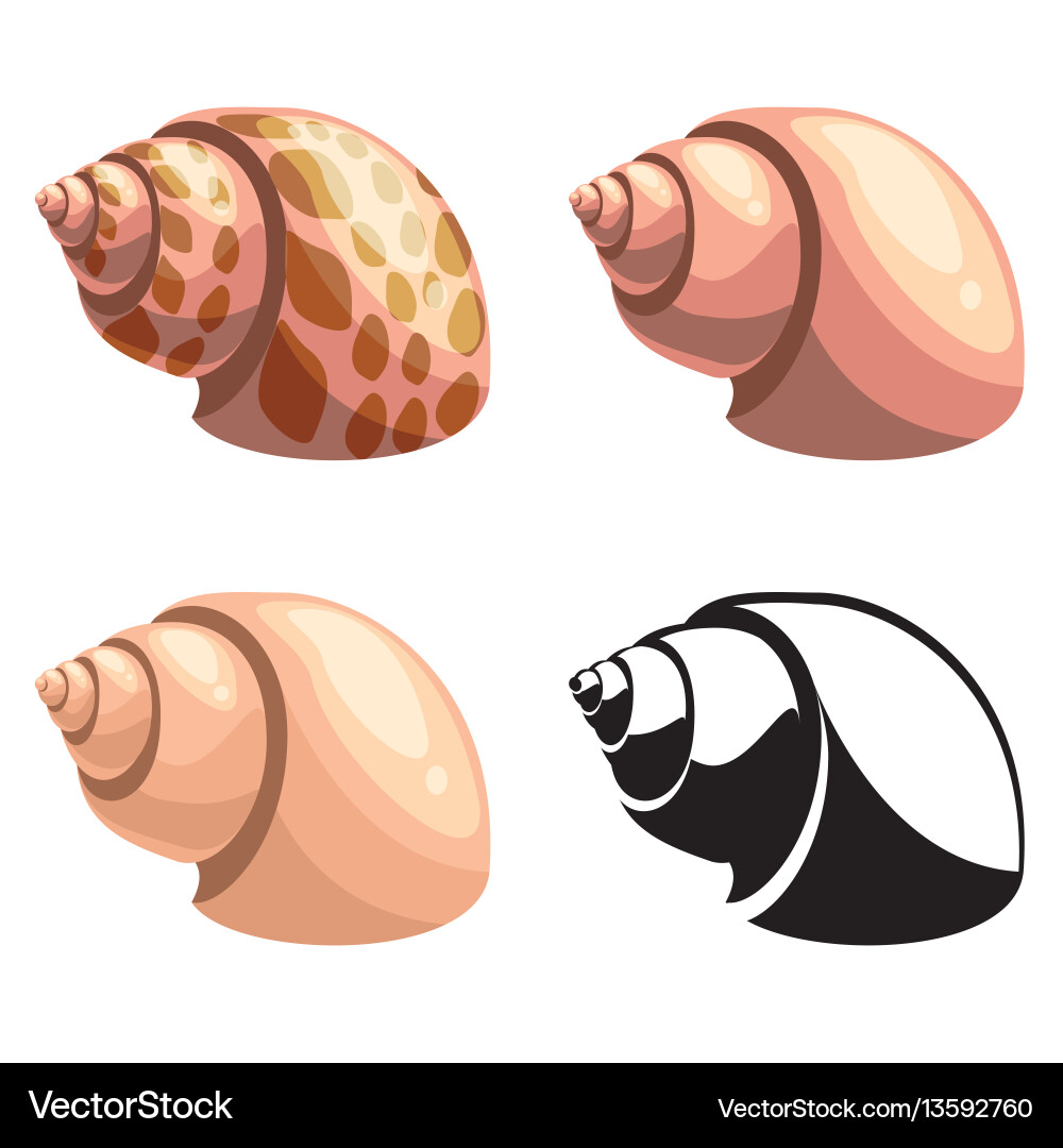 Set of shells Vector Image