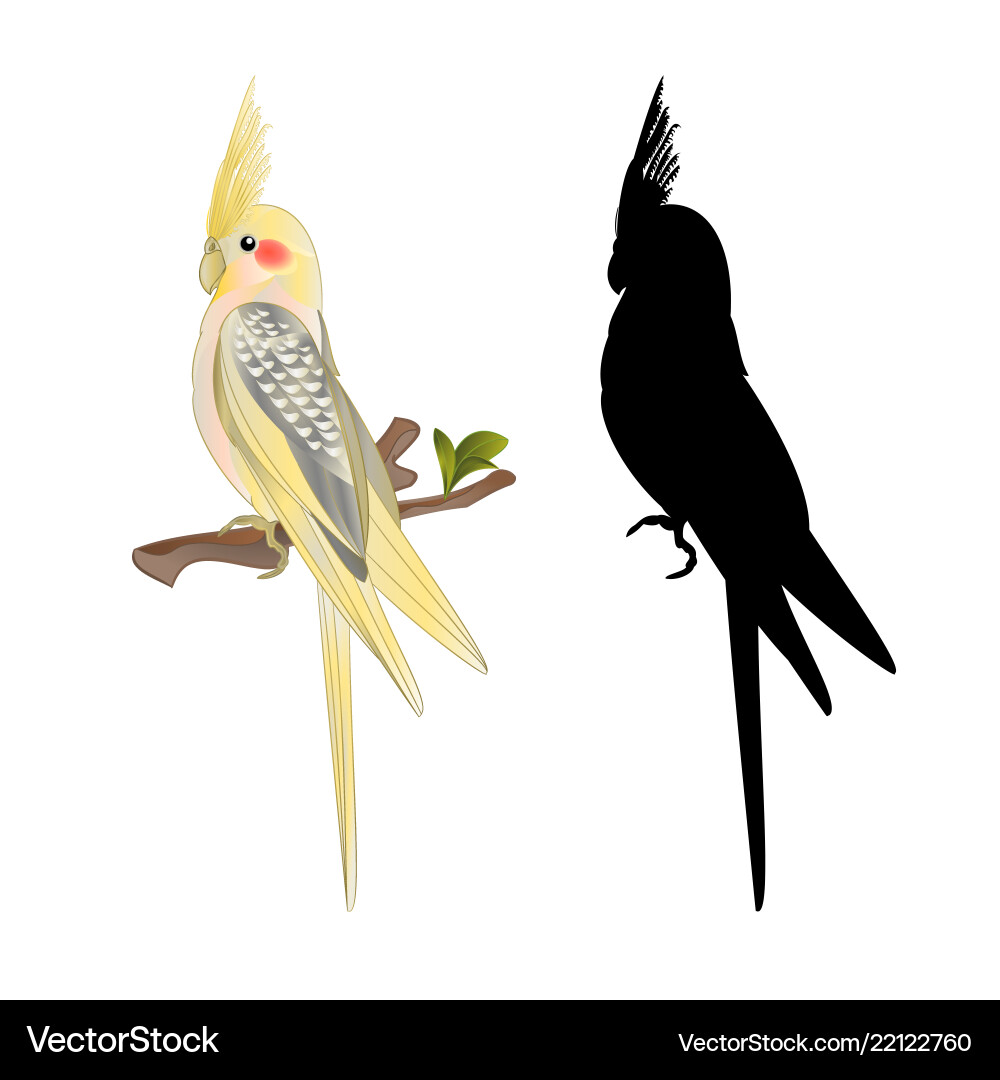 Yellow cockatiel cute tropical bird funny parrot Yellow cockatiel cute tropical bird funny parrot vector image