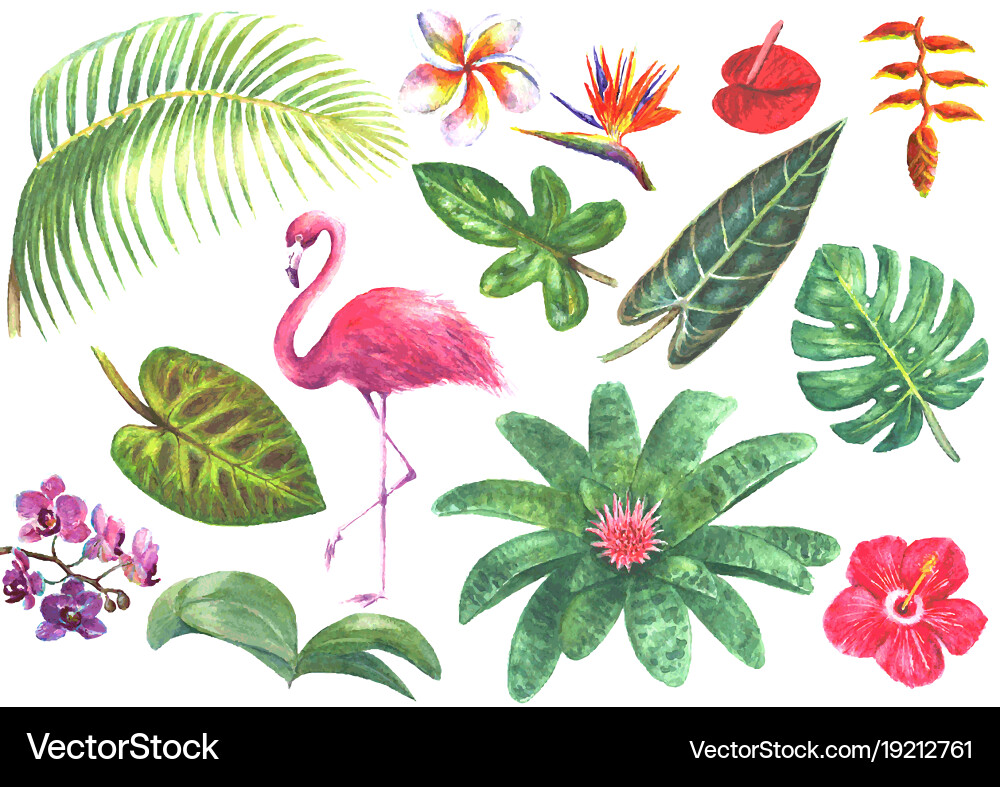 Tropical Watercolor Flamingo Set vector image