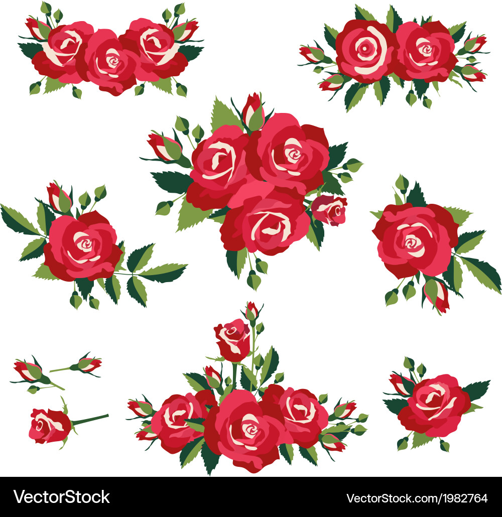 Elegant Roses on White Vector Image