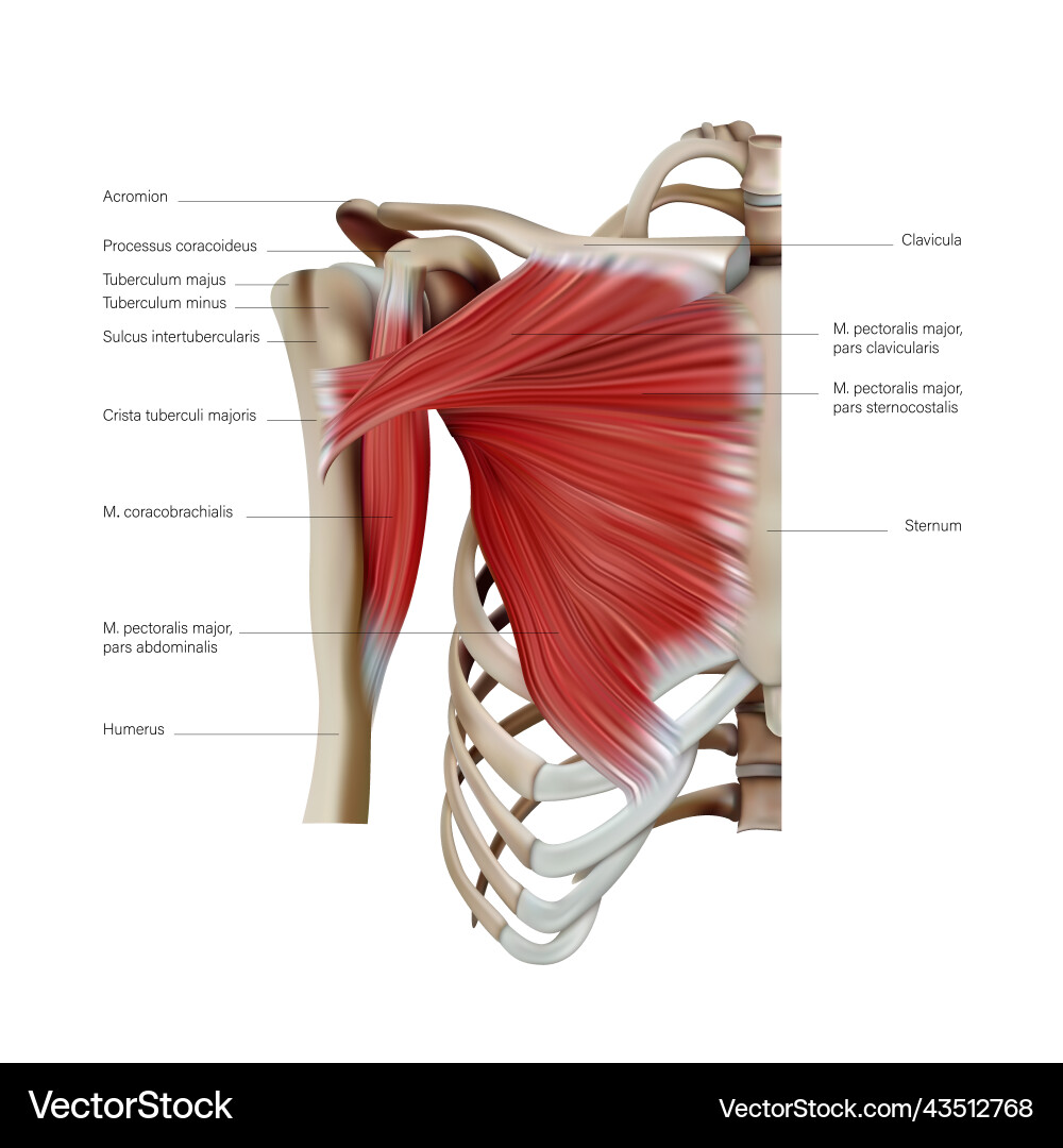 Pectoralis minor. Мышца шеи грудины ключицы. Большая грудная мышца. Большая грудная мышца плечевую кость. Pectoralis major анатомия.