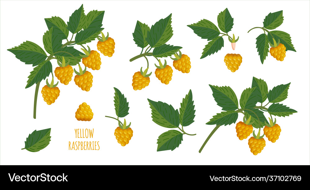 Yellow Raspberry Branch with Berries Vector Image