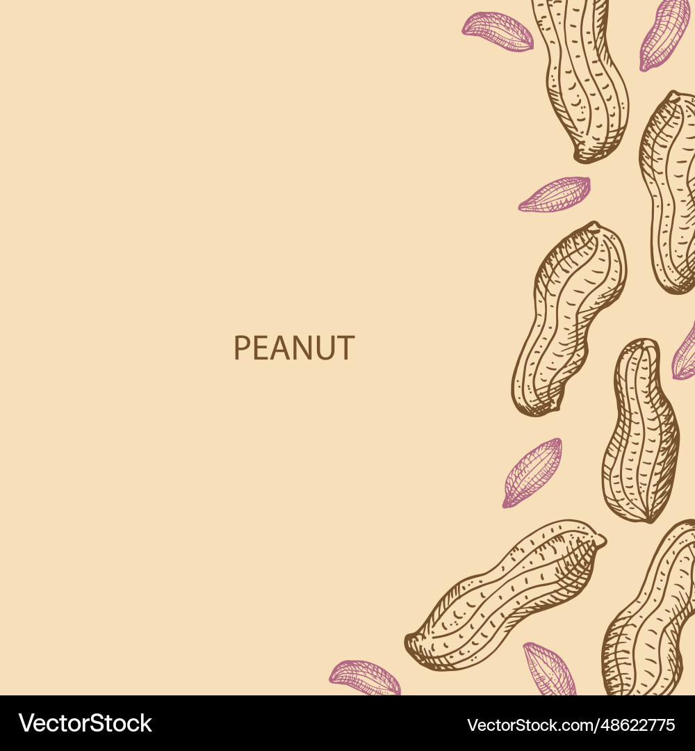Peanut nuts frame label background for text Peanut nuts frame label background for text vector image