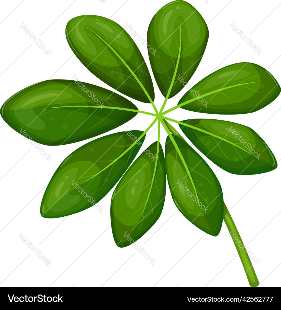 Schefflera leaf tropical leaves Schefflera leaf tropical leaves vector image