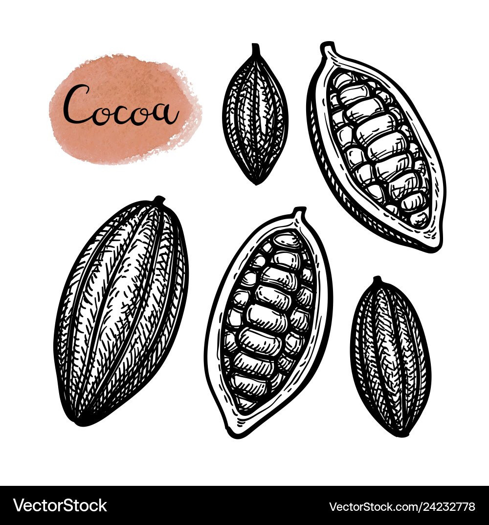 Ink sketch of cocoa Ink sketch of cocoa vector image