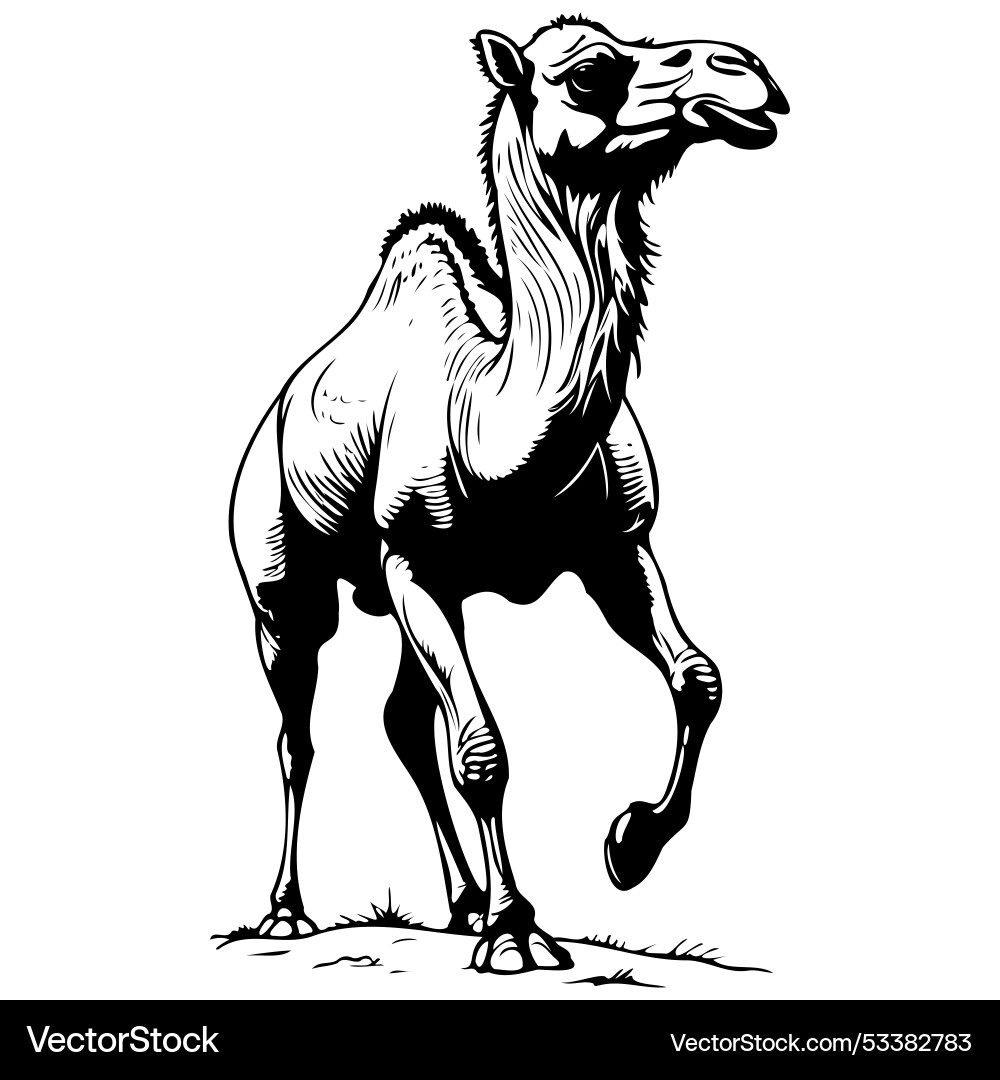 Sketches bactrian camel jump monochrome outline Sketches bactrian camel jump monochrome outline vector image