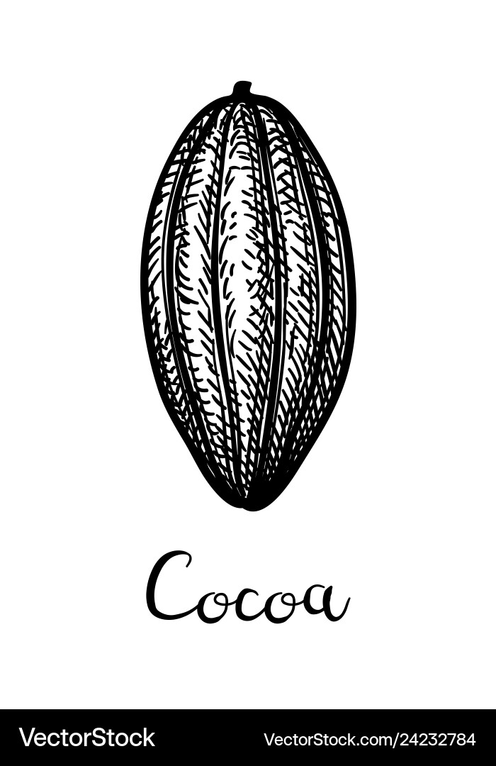 Ink sketch of cocoa Ink sketch of cocoa vector image