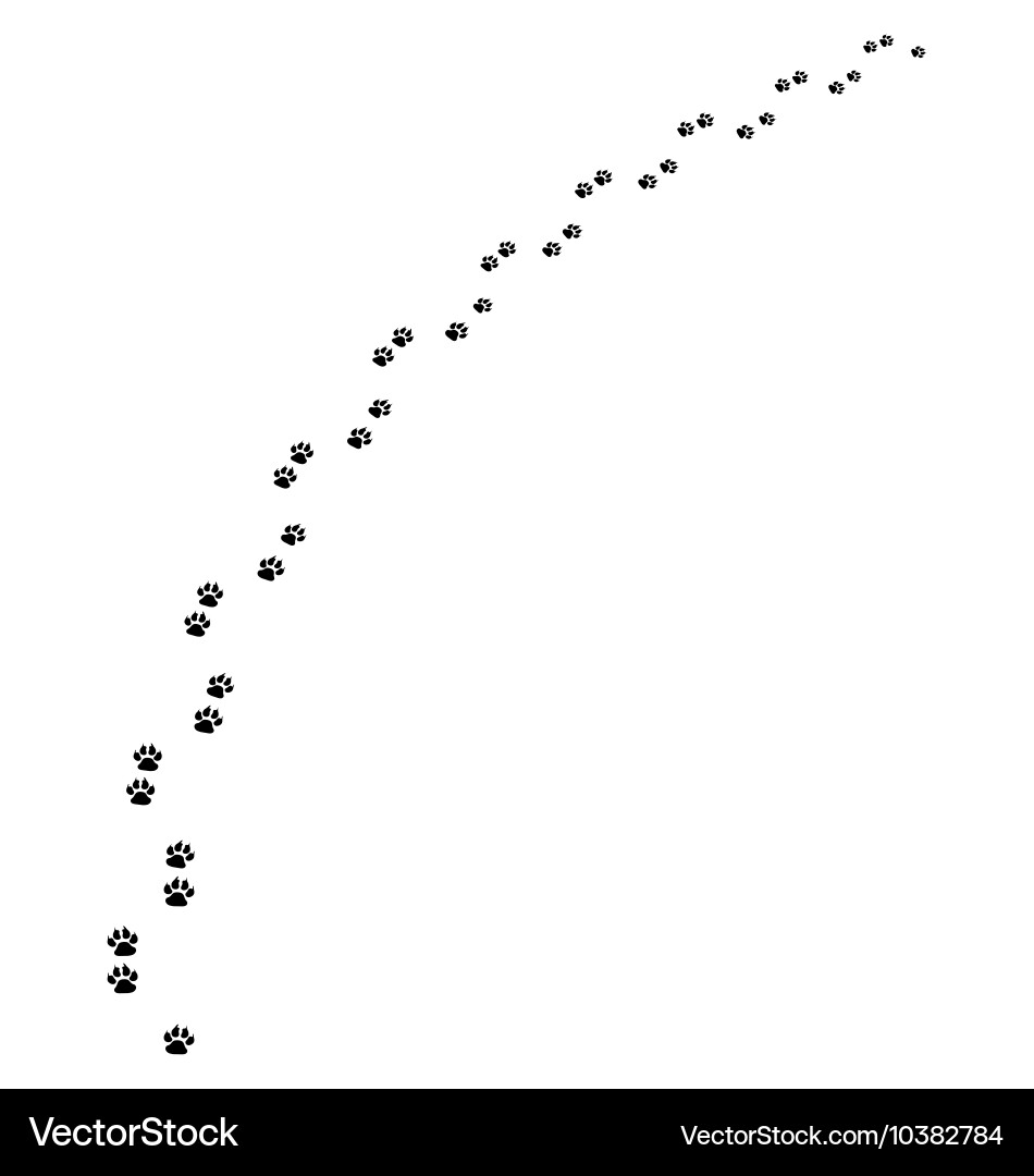 Trail of dog vector image