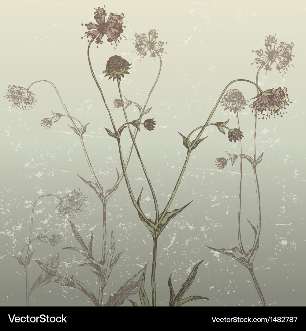 Botanical Sketch of Devils-Bit Vector Image