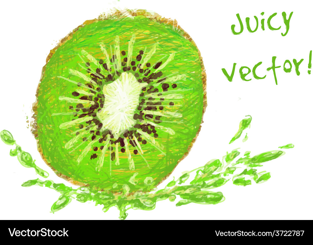 Drawing kiwi with a slice vector image