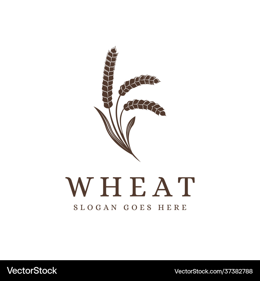 Vintage wheat branch logo bean plant Vintage wheat branch logo bean plant Vector Image