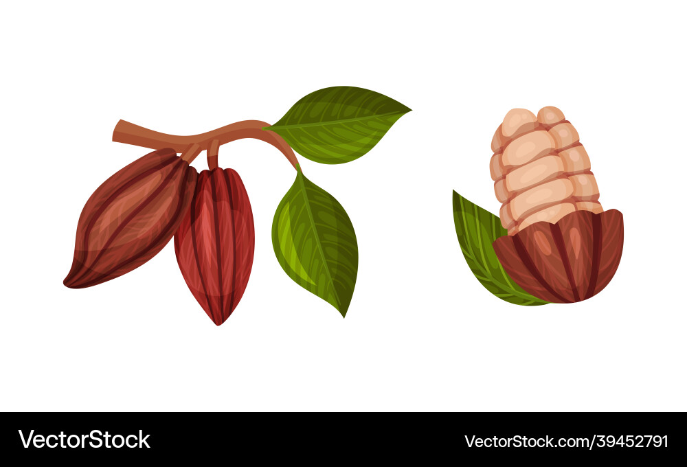 Pod of theobroma cacao with cocoa bean inside Pod of theobroma cacao with cocoa bean inside vector image
