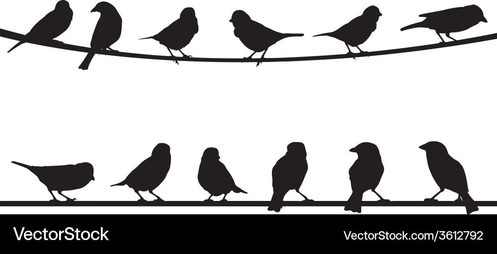 Birds on Wire vector image