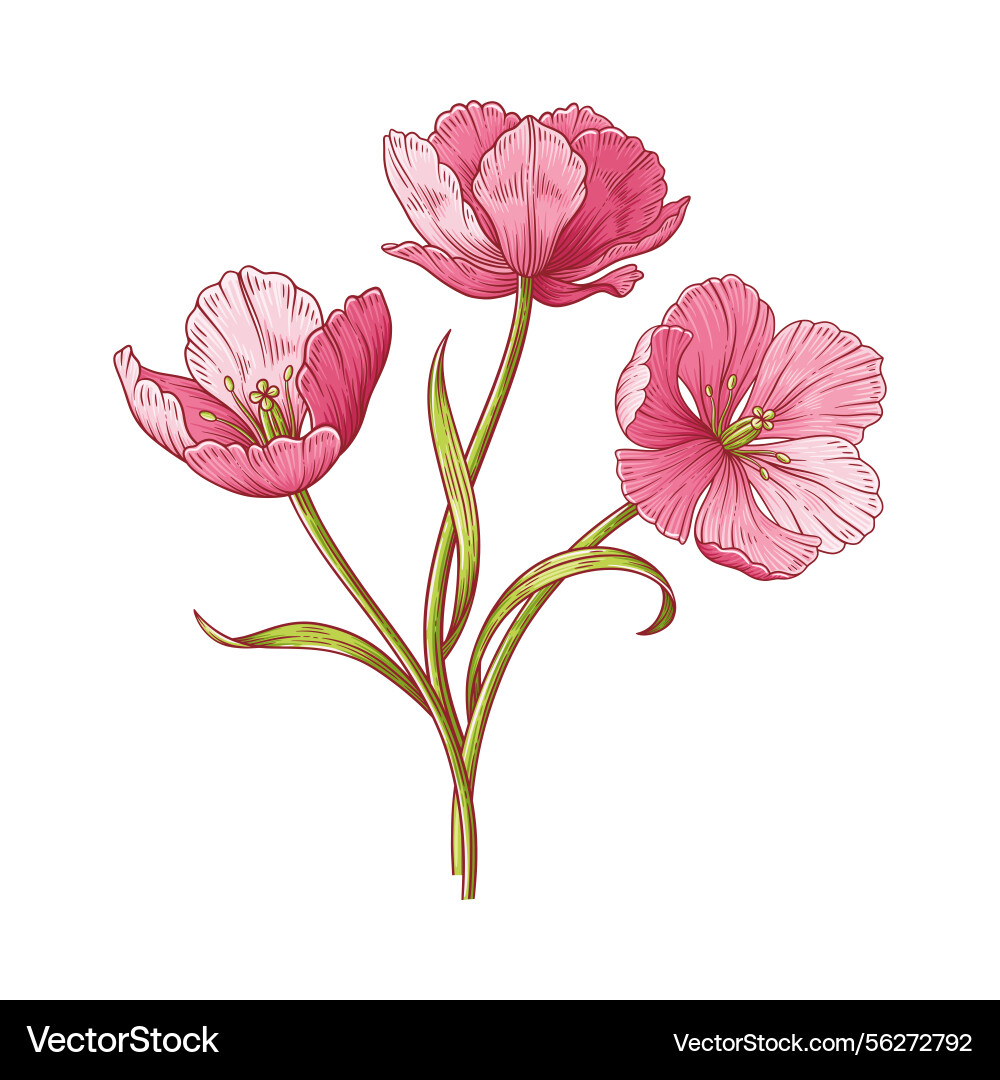 Tulips bouquet hand drawn vintage elements Tulips bouquet hand drawn vintage elements vector image