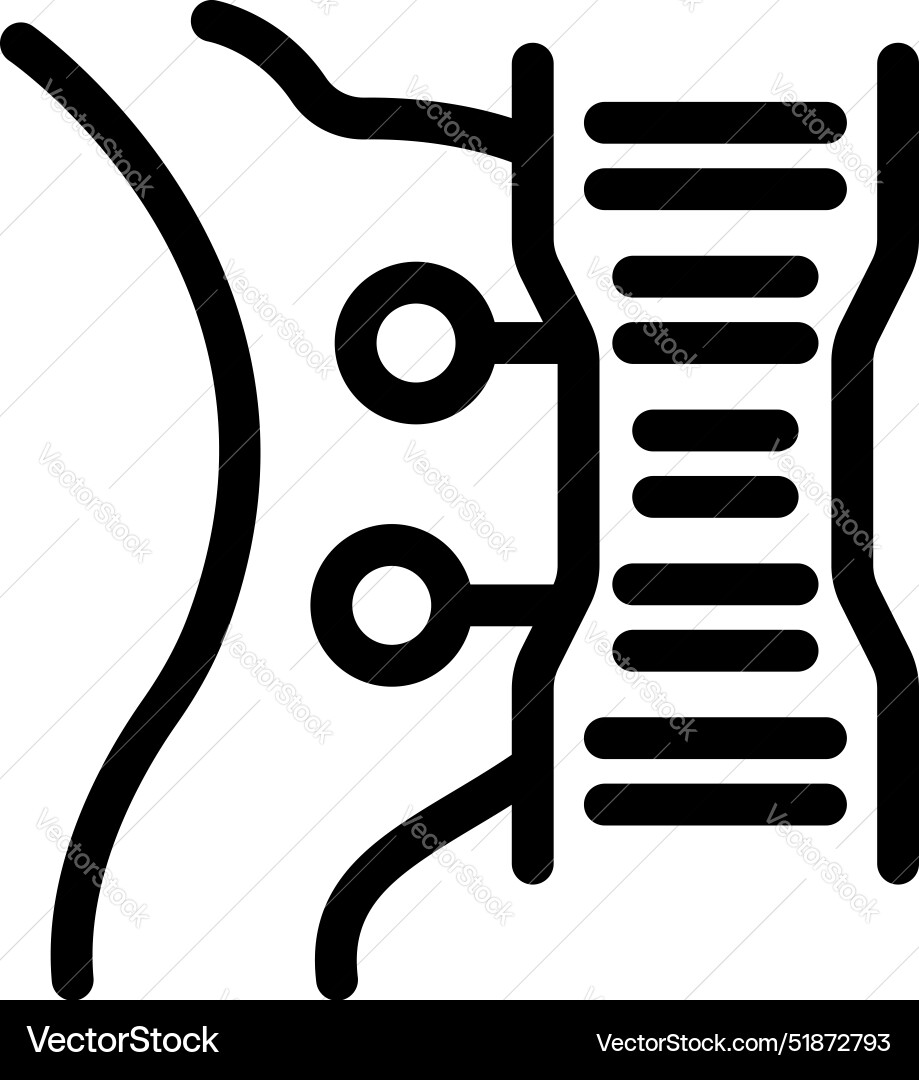 Spinal cord showing nerve signals going through Vector Image
