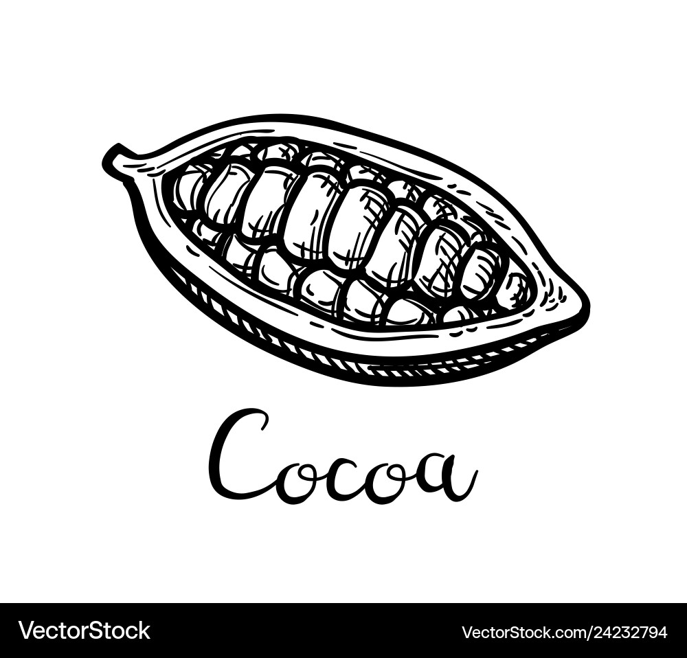 Ink sketch of cocoa Ink sketch of cocoa vector image