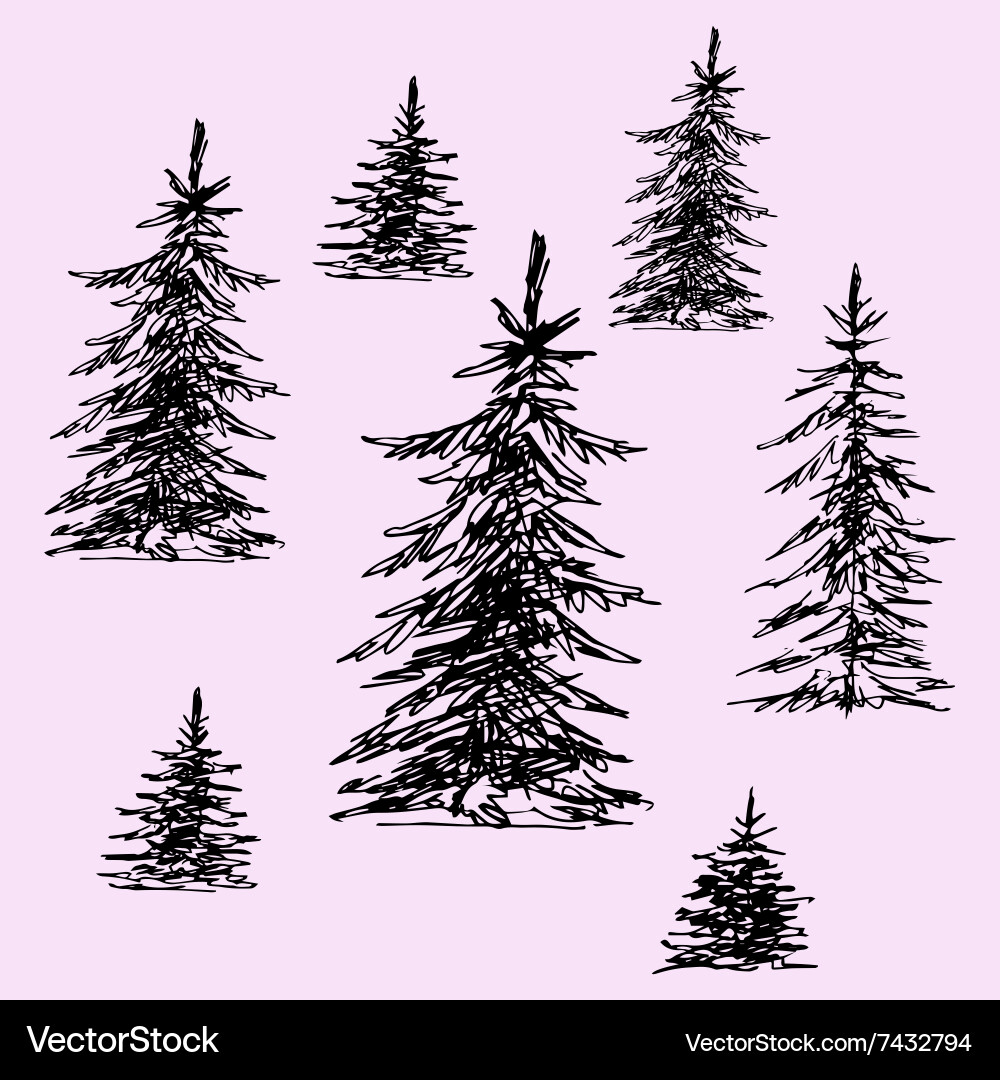 Pine Tree Sketches Vector Image