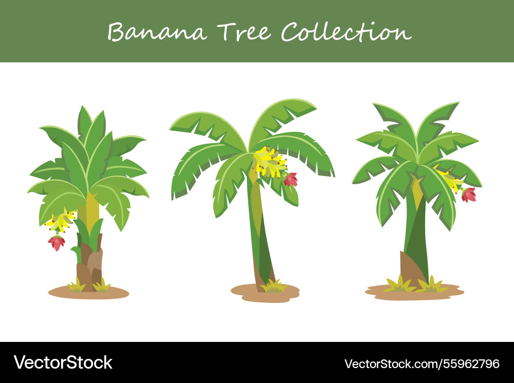 Banana tree collection in different style Banana tree collection in different style vector image