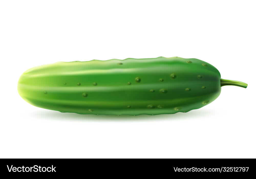 Realistic cucumber green haulm leaf flower Realistic cucumber green haulm leaf flower vector image