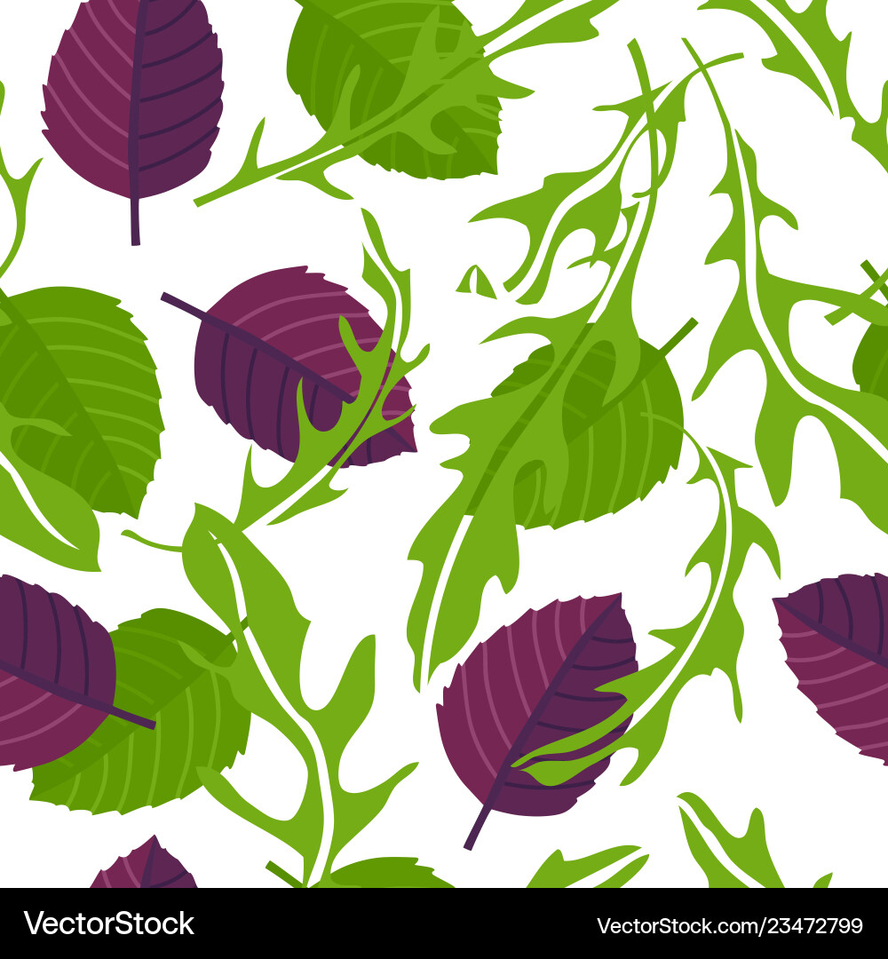 Cooking herbs arugula with green and purple basil Vector Image