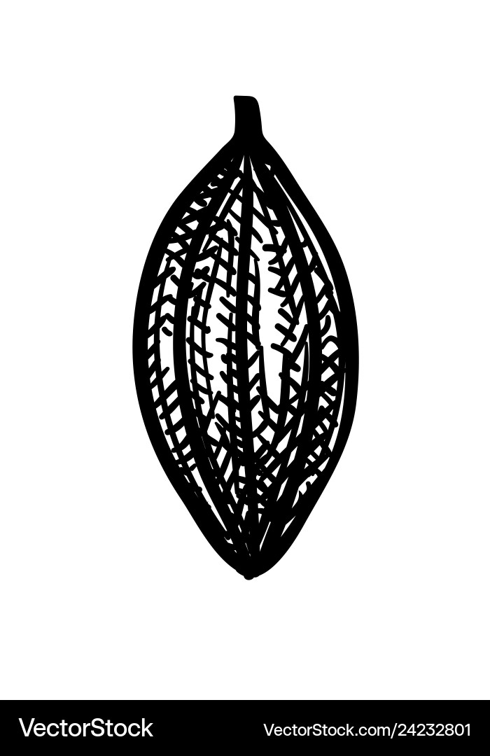 Ink sketch of cocoa Ink sketch of cocoa vector image