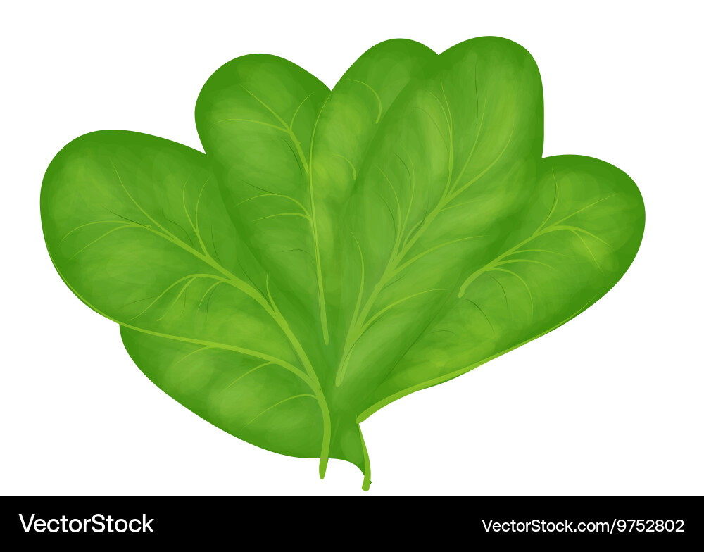 Fresh Spinach Leaf Royalty Free Vector Image - VectorStock
