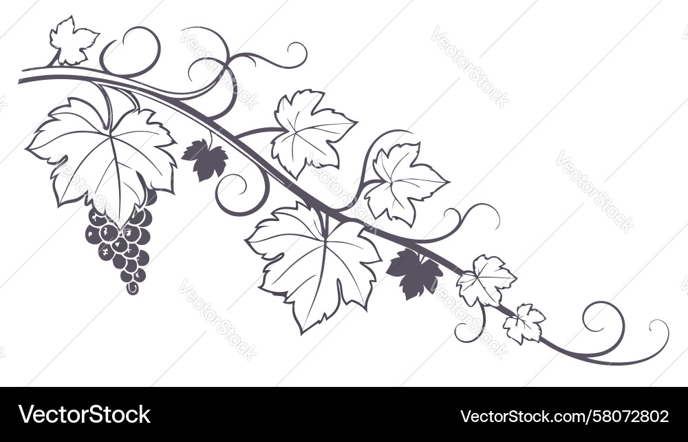 Rustic Grapevine with Grapes Vector Image