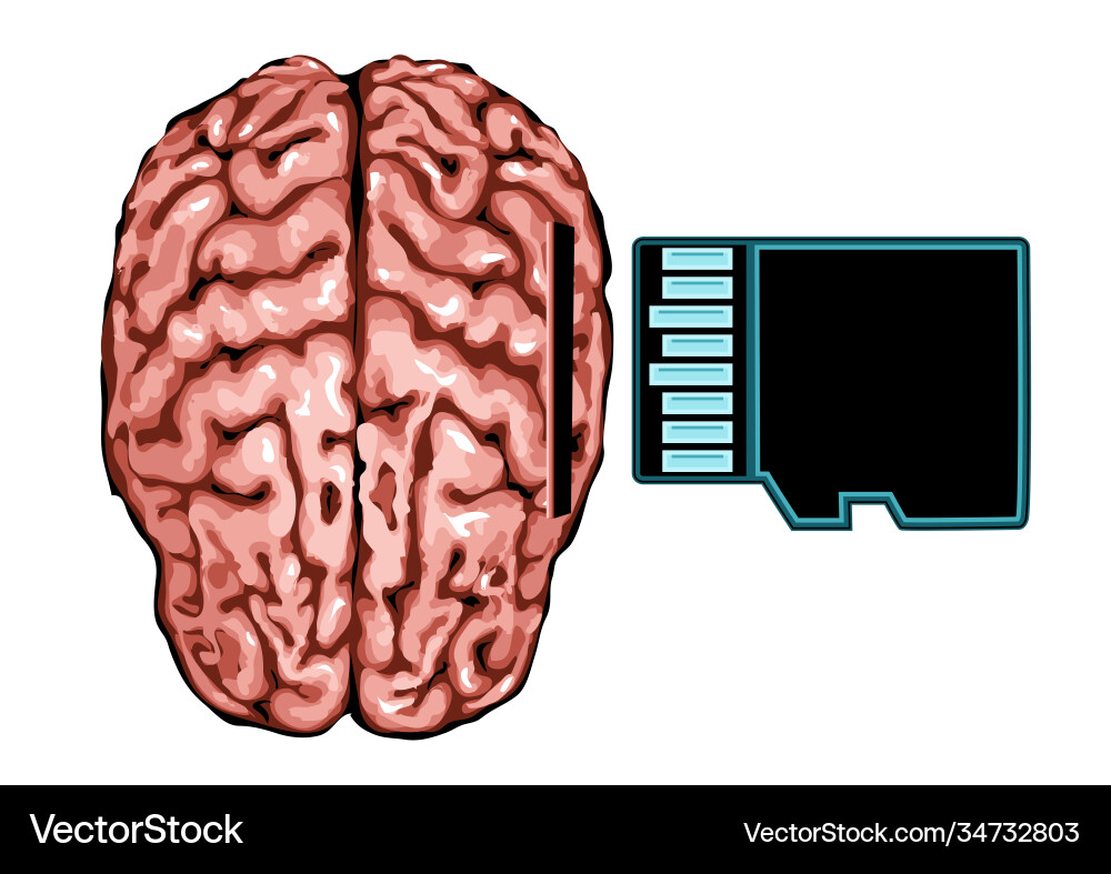 Brain and memory card vector image