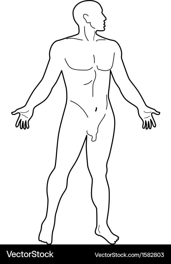 Männliche menschliche Anatomie Silhouette vektorbild