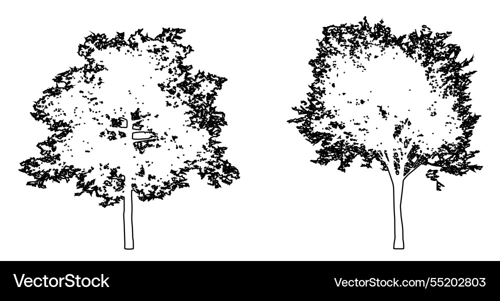 Set or collection of cedar elm trees vector image