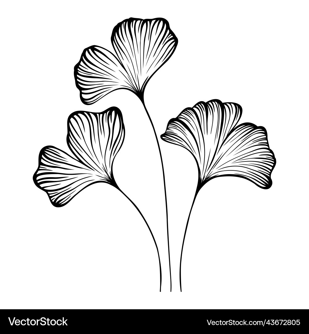 Hand drawn ginko biloba black and white line Hand drawn ginko biloba black and white line vector image