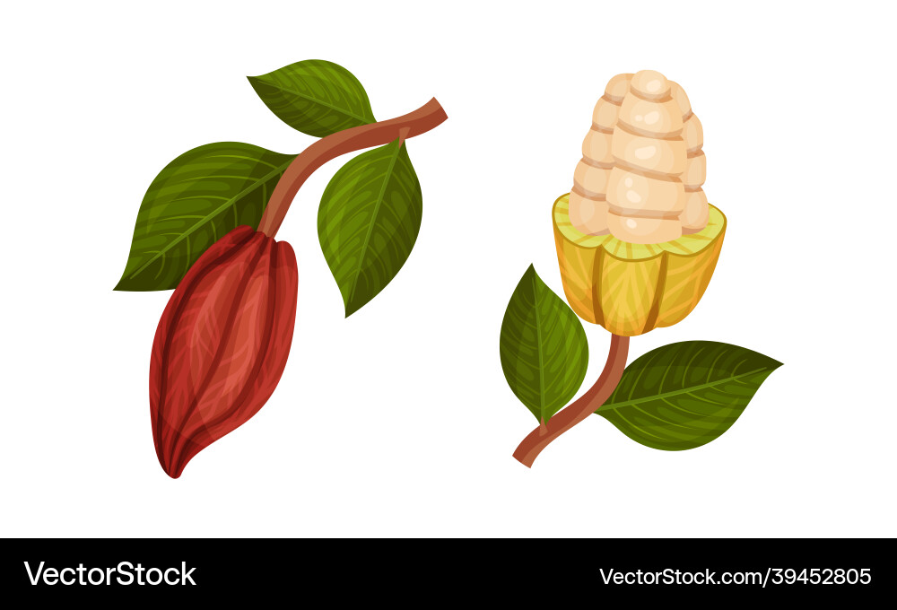 Pod of theobroma cacao with cocoa bean inside Pod of theobroma cacao with cocoa bean inside vector image