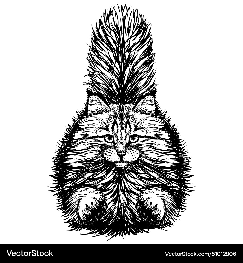 Cat a graphic image of running fluffy Vector Image