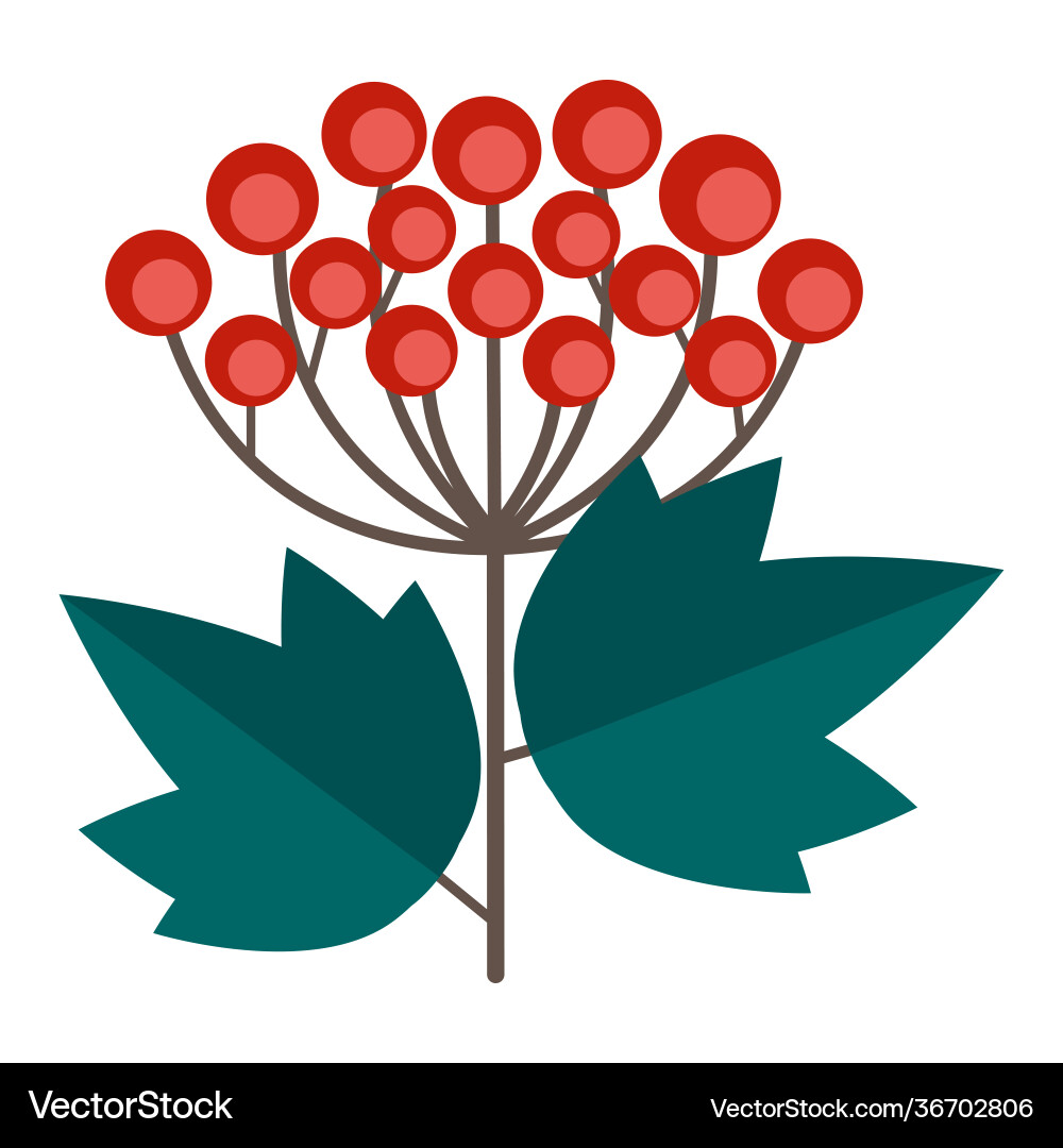 Simple minimalistic green branch a viburnum Vector Image