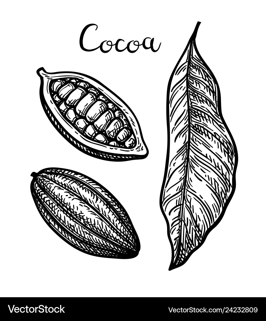 Ink sketch of cocoa Vector Image