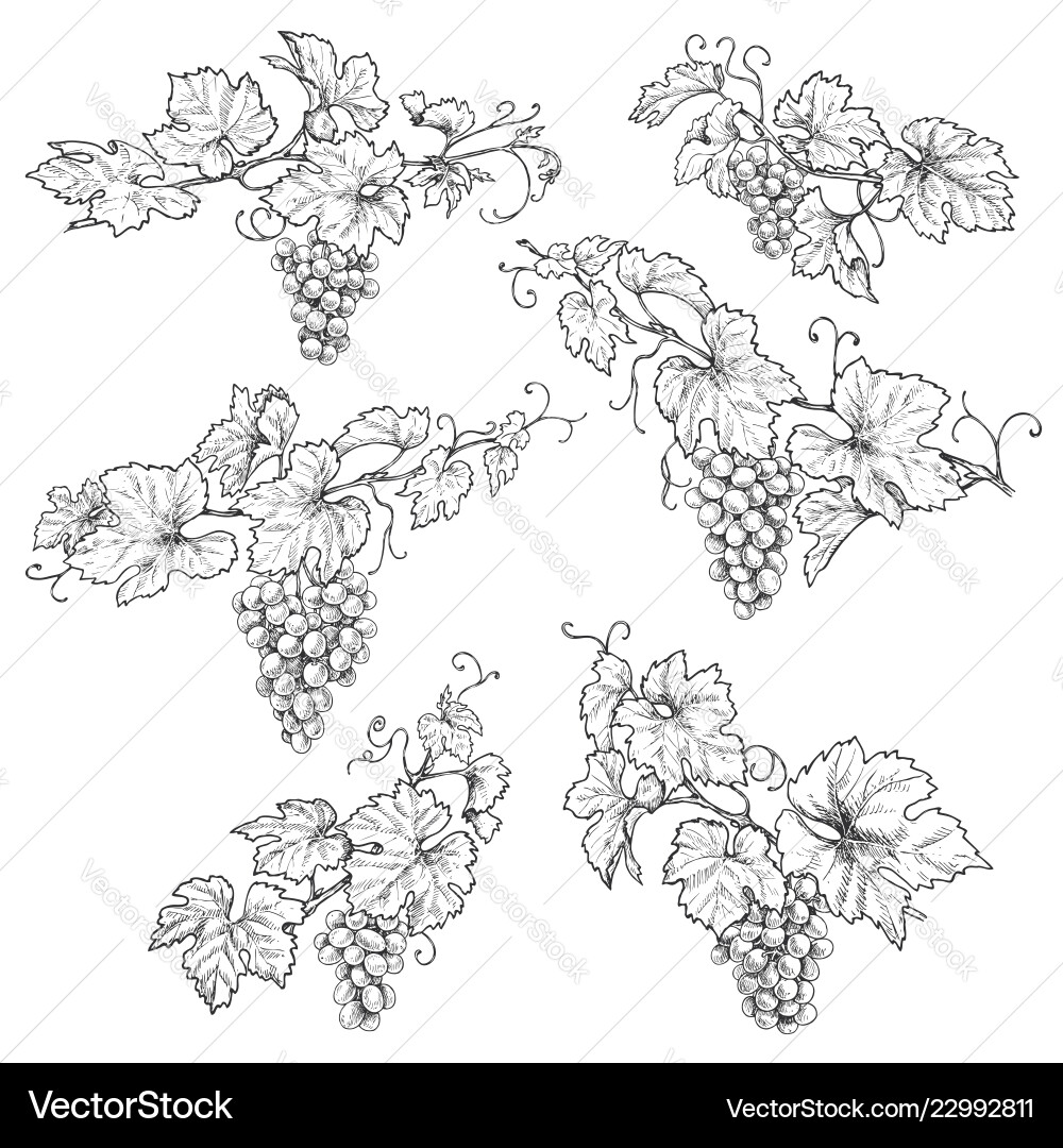 Grape Branch Sketch vector image