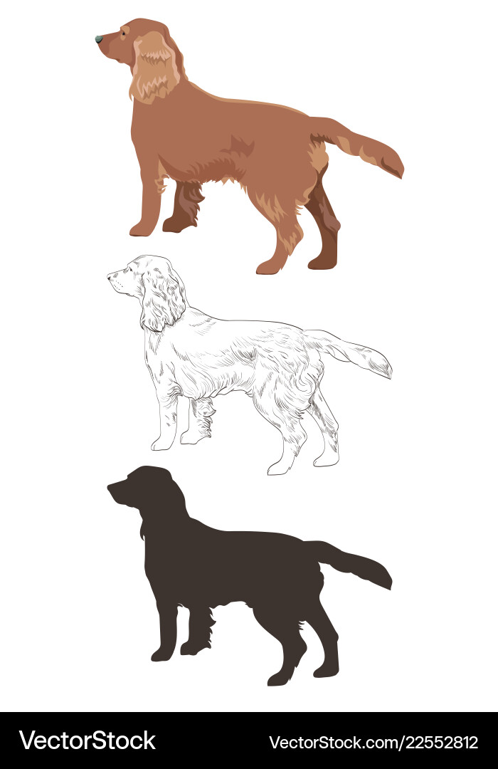 Cocker spaniel in three different styles isolated Cocker spaniel in three different styles isolated vector image