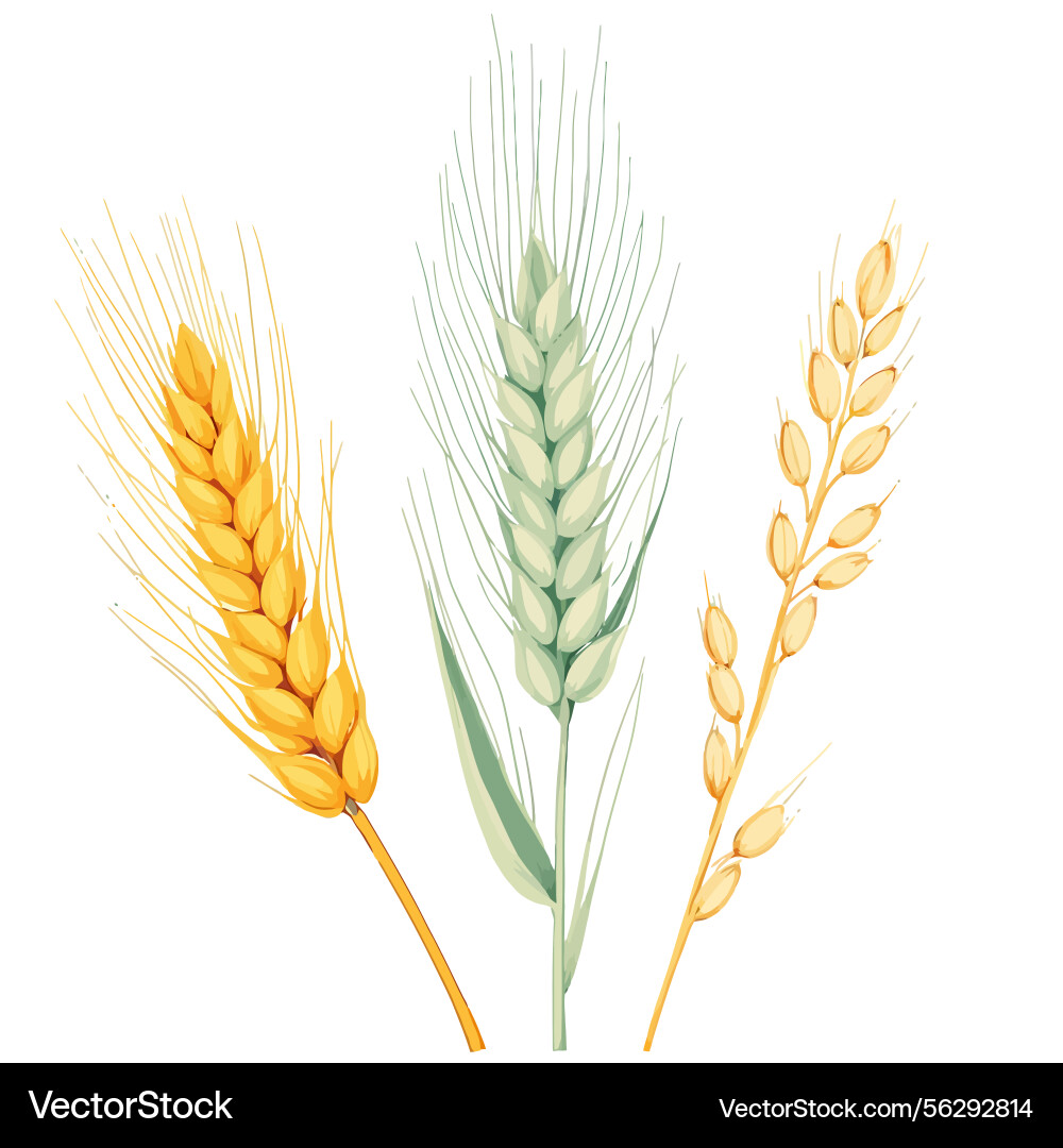 Ai-generated three ears of wheat showing different Vector Image