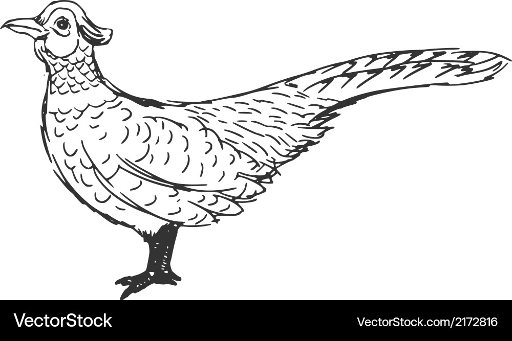 Heasant Vector Image