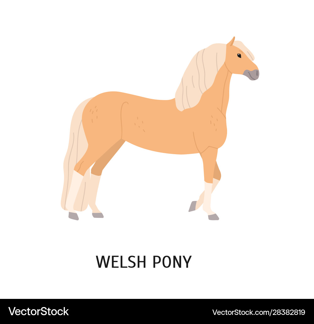 Welsh pony flat cute beige Welsh pony flat cute beige vector image