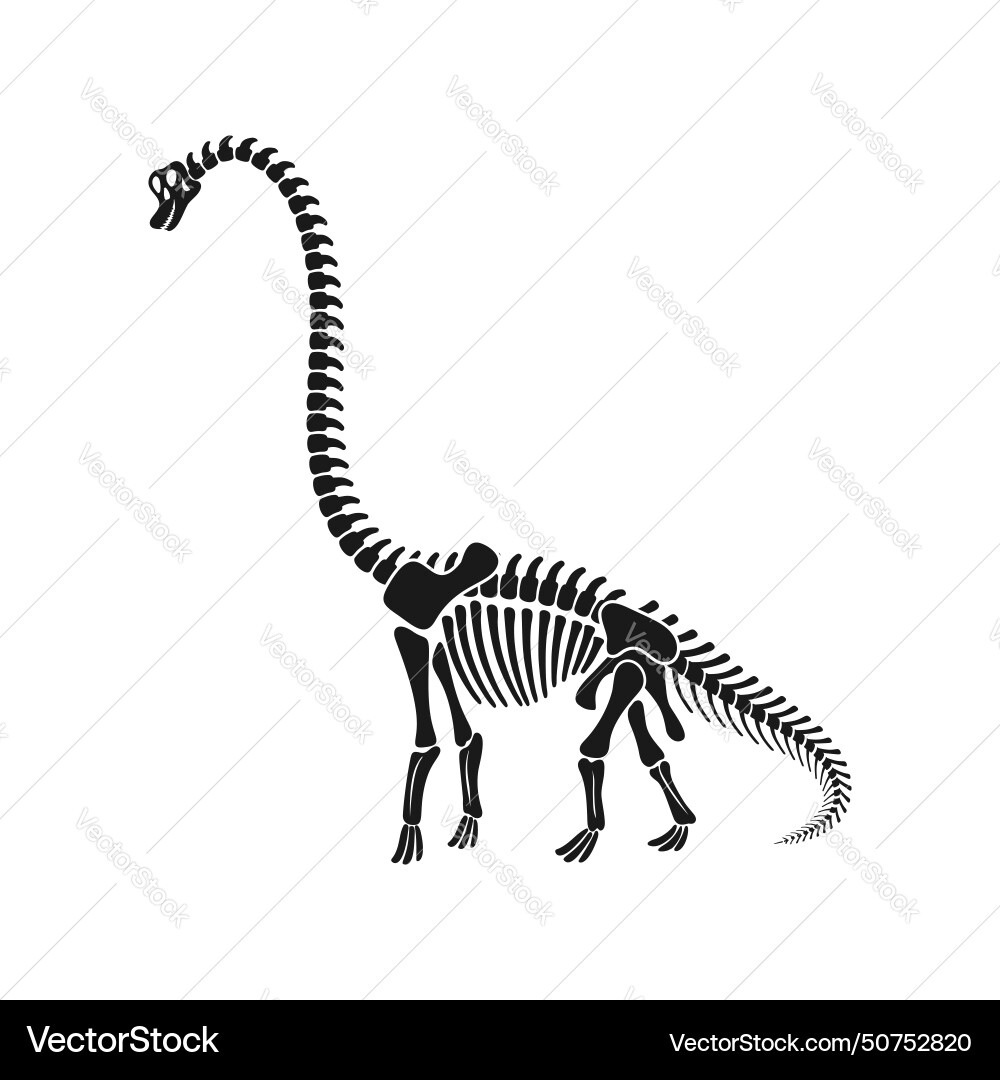 Isolated brachiosaurus dinosaur skeleton fossil Vector Image