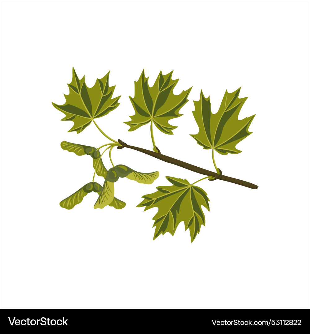 Drawing tree branch sugar maple vector image
