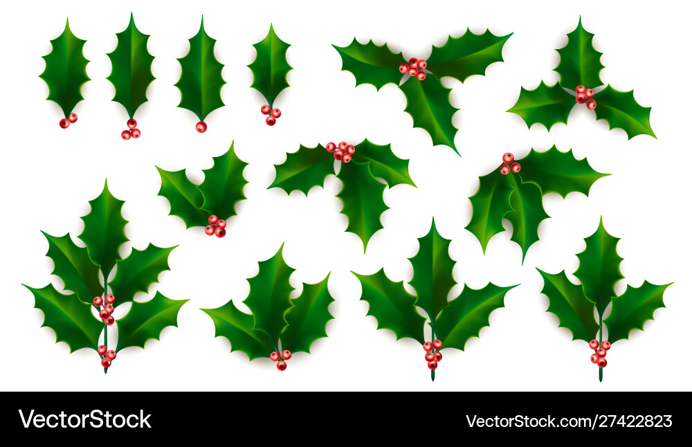 Realistic holly ilex branch with berry vector image