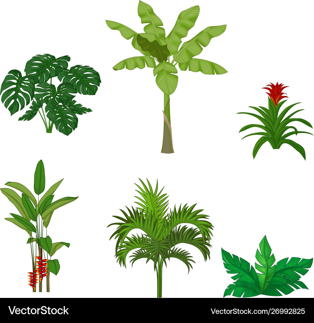 Tropical Plants Collection Vector Image
